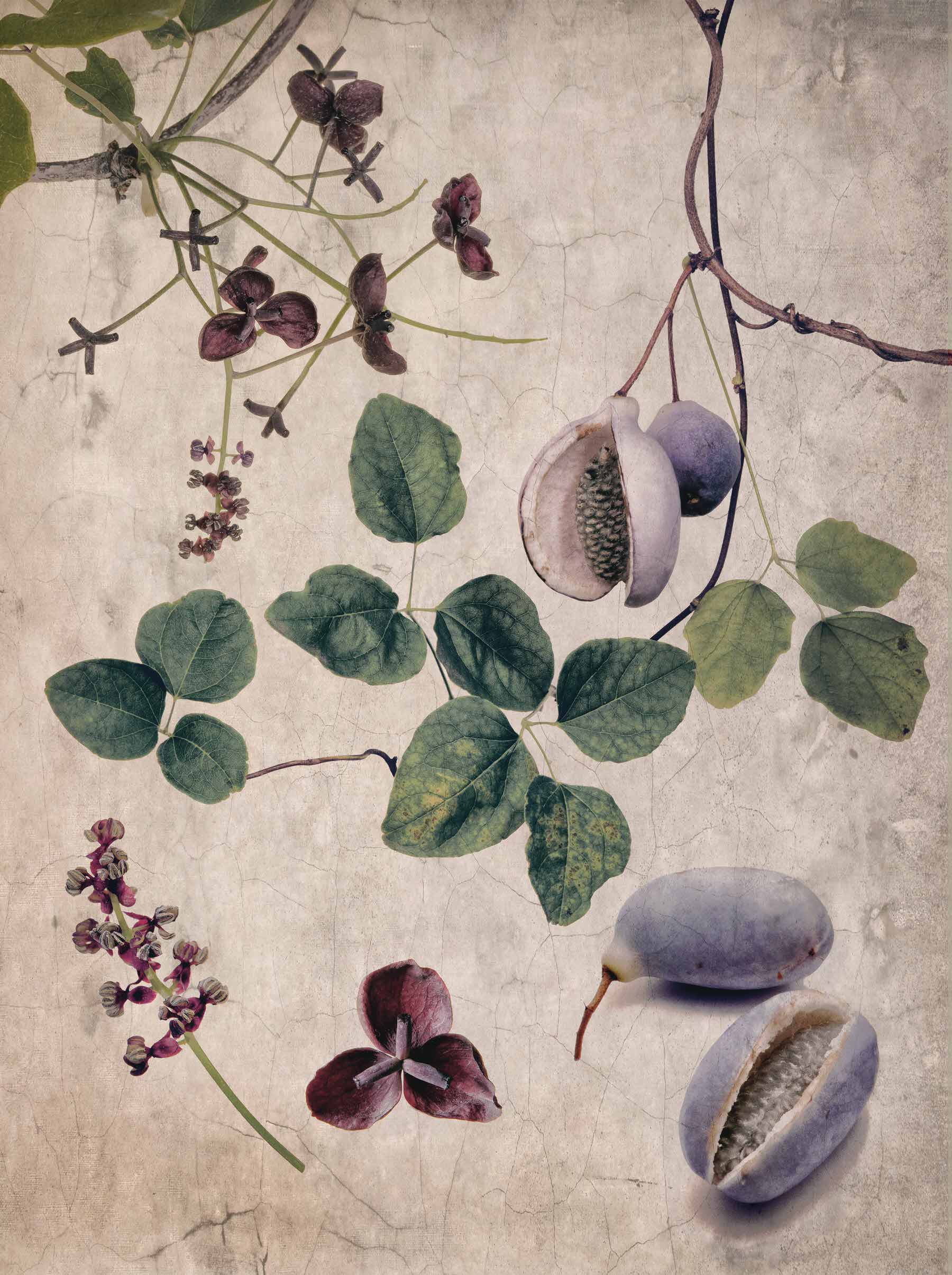 Antique Botanical Studies series thumbnail