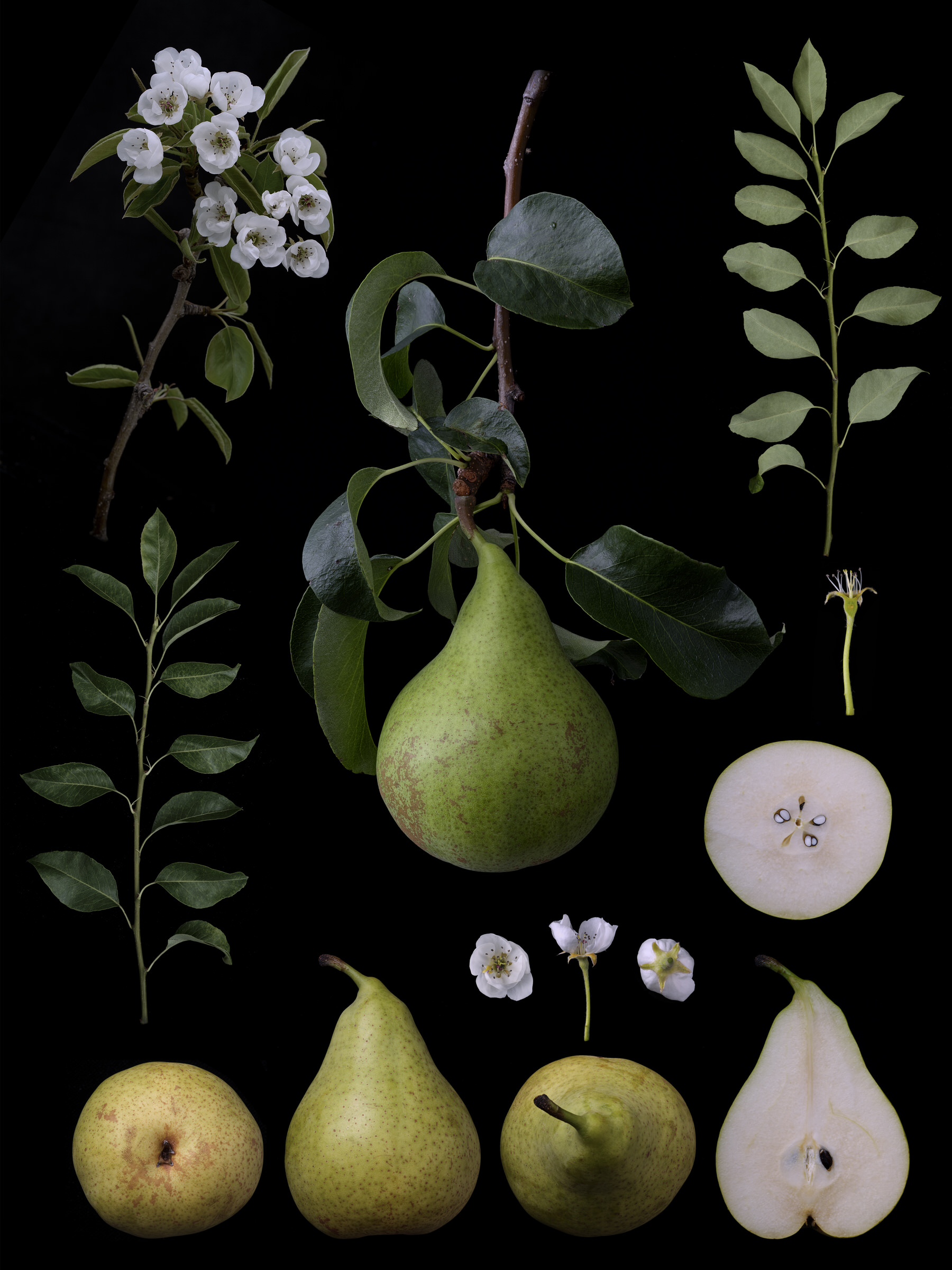Black Ground Botanical Works series thumbnail