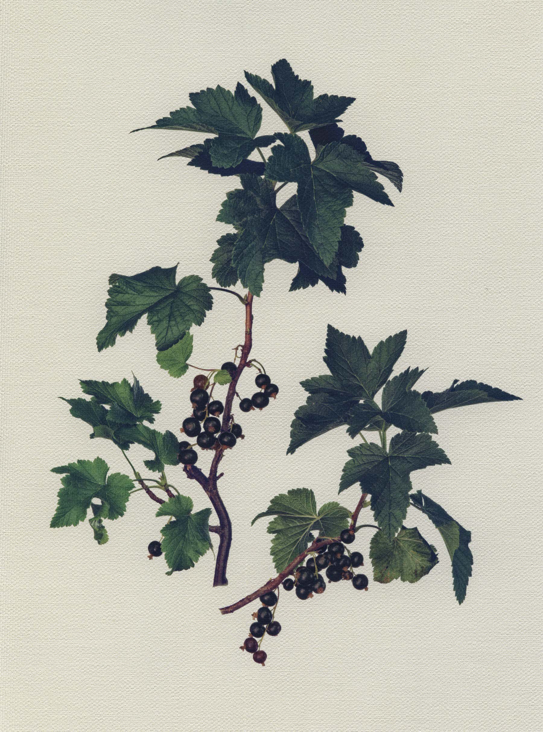 Canvas Botanical Studies series thumbnail