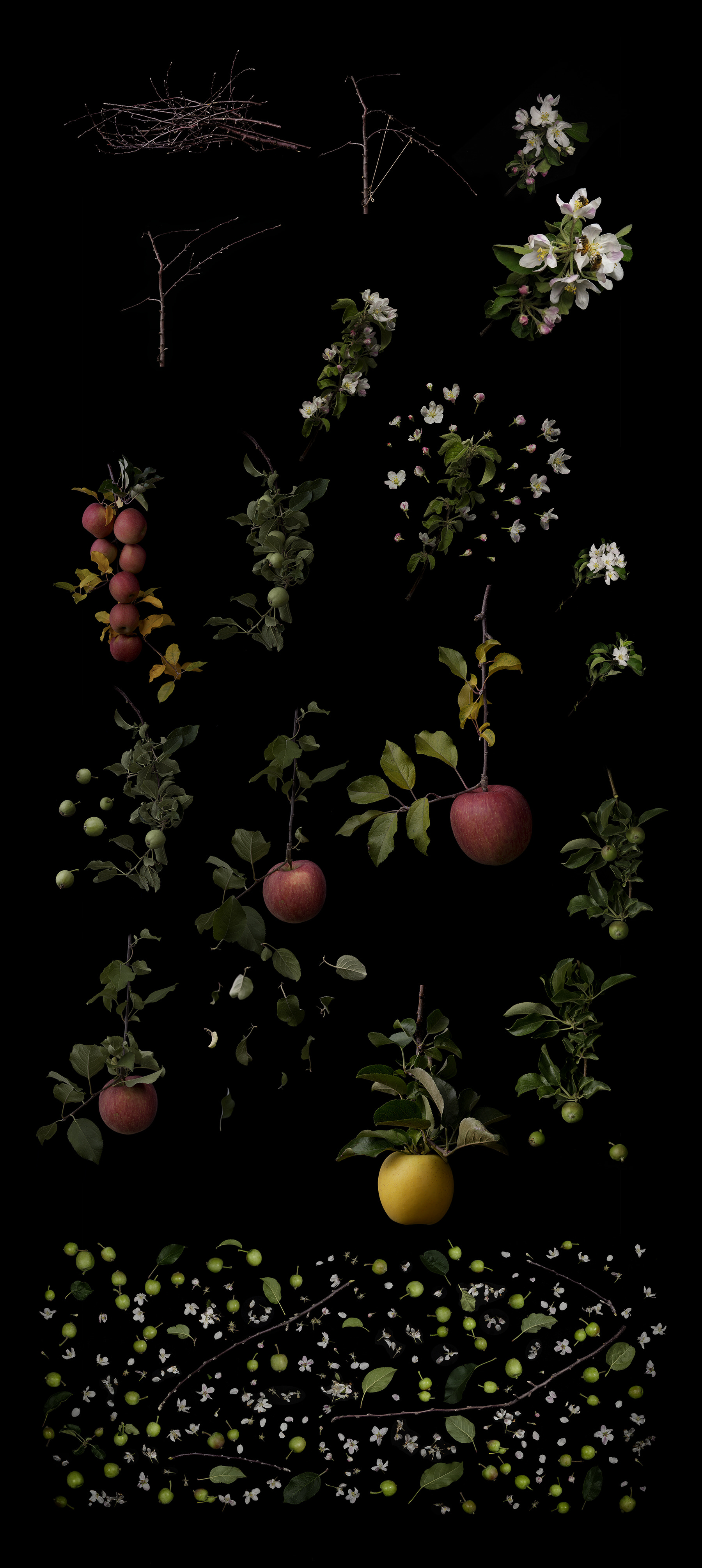 Growth Process series thumbnail