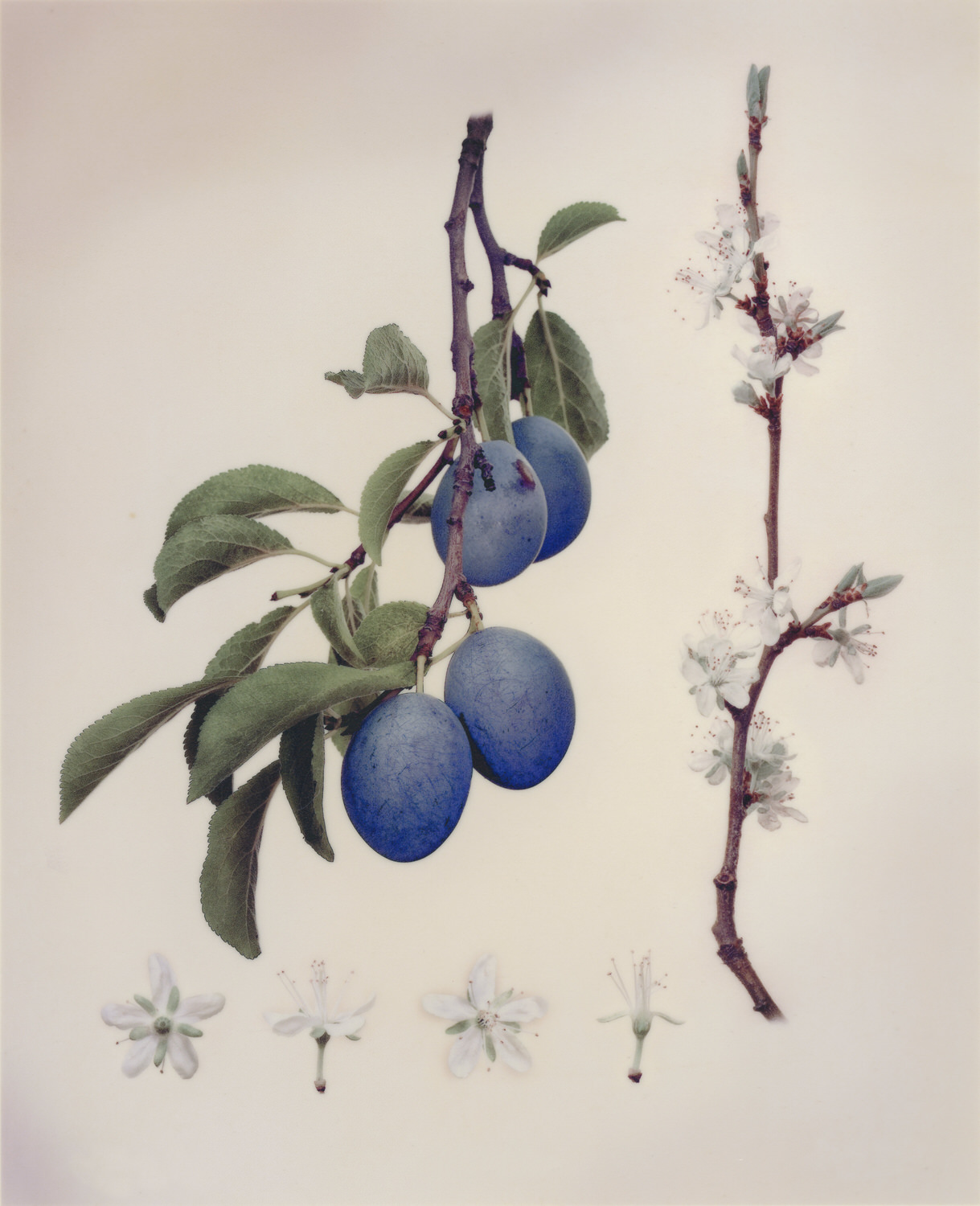 Vellum Fruit Studies series thumbnail
